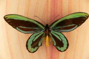 Дитячий шматок - дивовижна метелик Дитячий шматок - дивовижна метелик